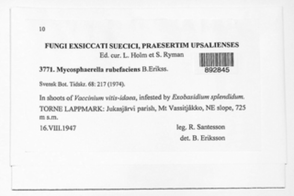 Mycosphaerella rubefaciens image